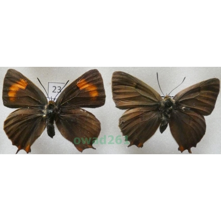 Thecla betulae (Linnaeus, 1758) pair Czech23